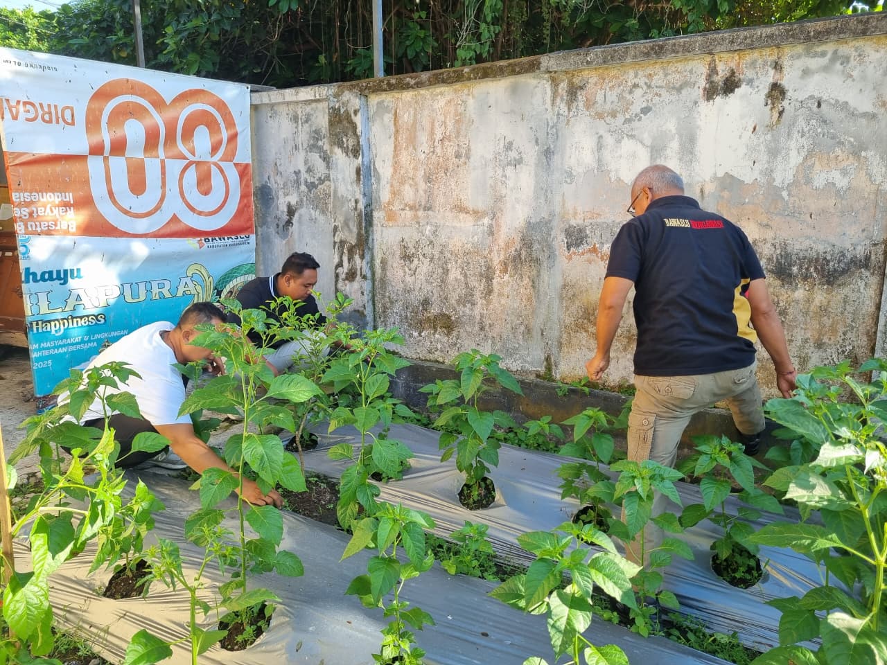 Pimpinan Bawaslu Karangasem Membersihkan Kebun Cabe
